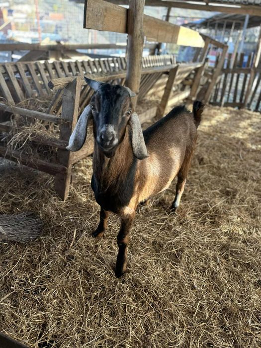 Țapii anglo nubieni