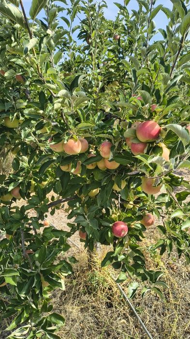 Mere Golden, Idared și Florina – calitate superioară