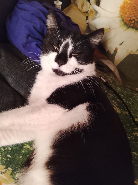 Отдам в добрую семью котёнка. Мальчик. 4 месяца.