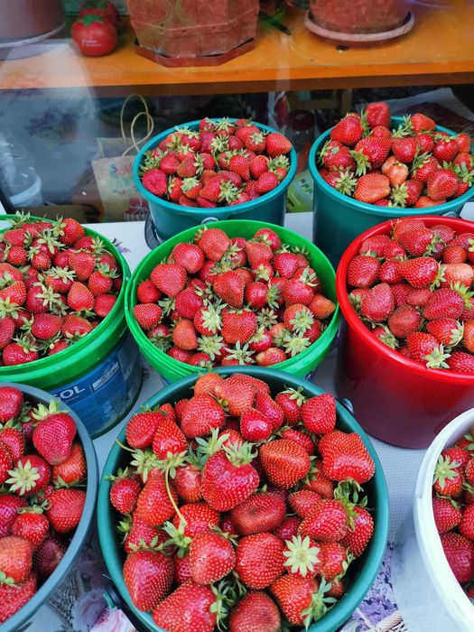 Căpșuni dulci si gustoase crescute ecologic din soiul murano