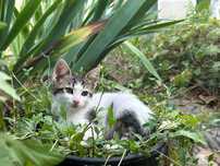 Подарявам котета.