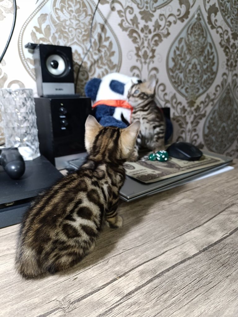 Продажа бенгальских котят