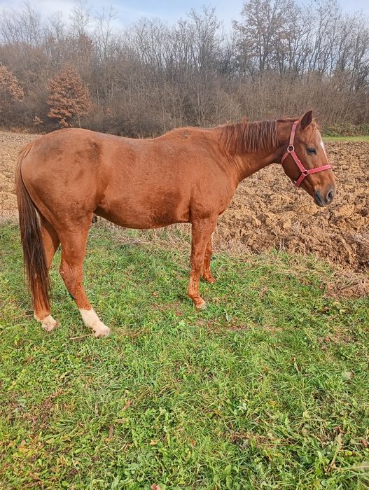 Vând cal castrat 8 ani foarte blând