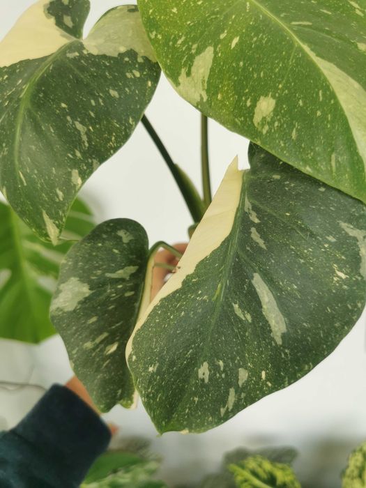 Monstera thai constellation
