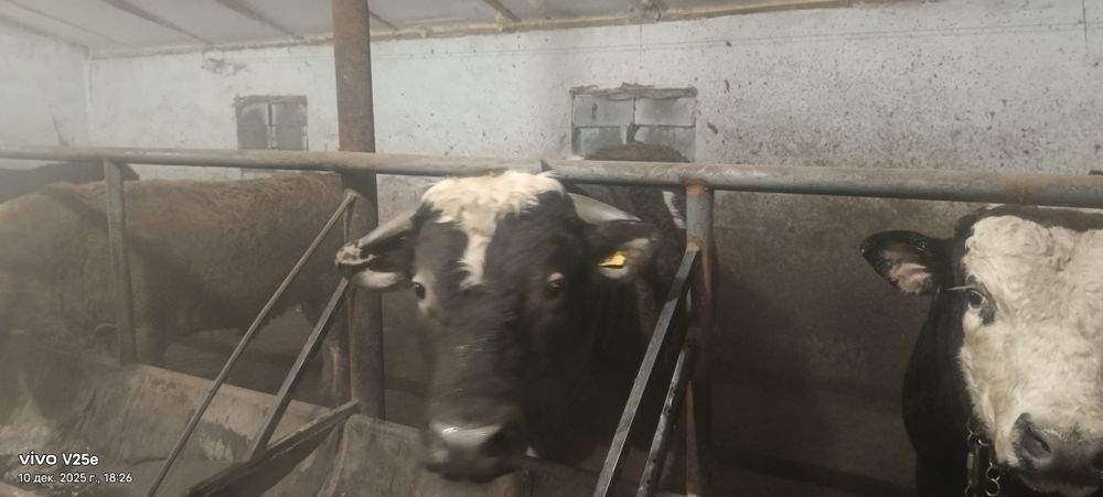 Продаются быки с откорма