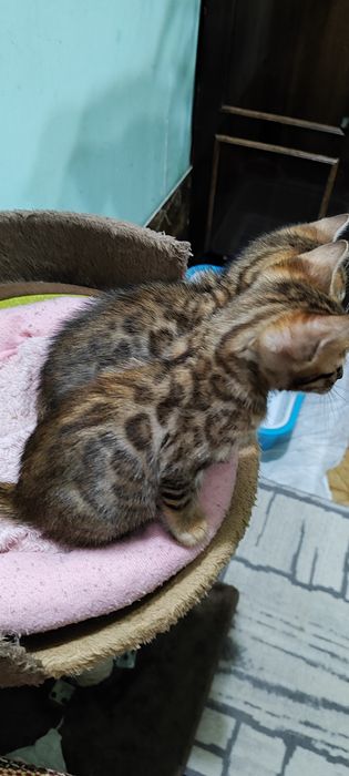 Продаются котята в бинголята