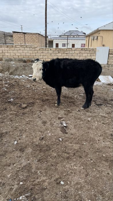 Сиырлар сатылады,қашар