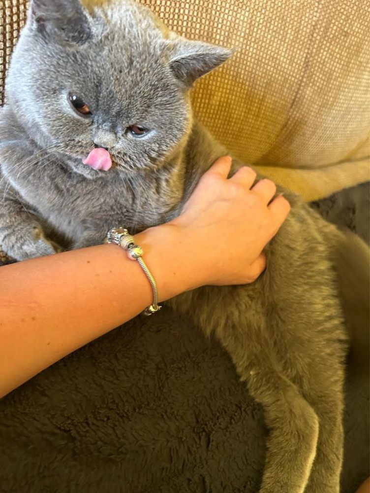 Pisica British Shorthair