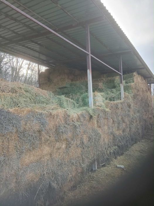 Baloti de lucerna de vanzare