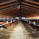 Aberdeen Angus Viței/ Juninci/ Vaci Gestante.