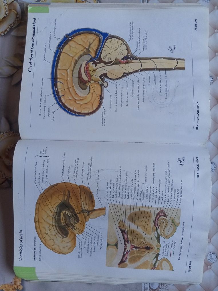 Atlas anatomiyasi sotiladi