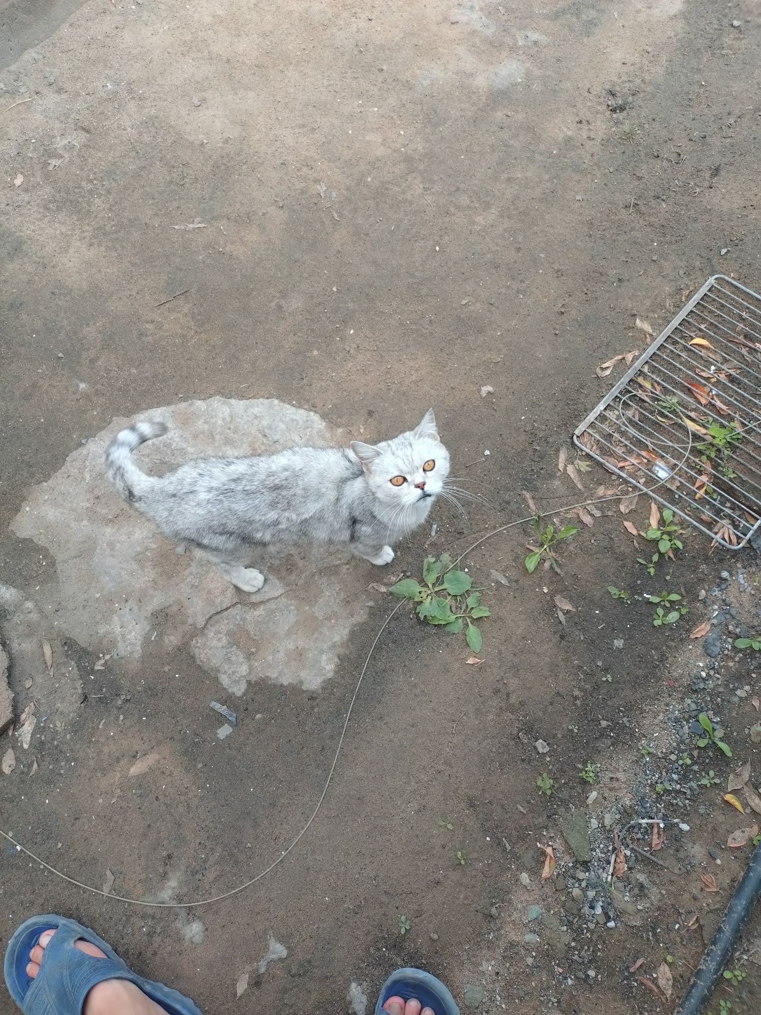 Отдам кошку британку
