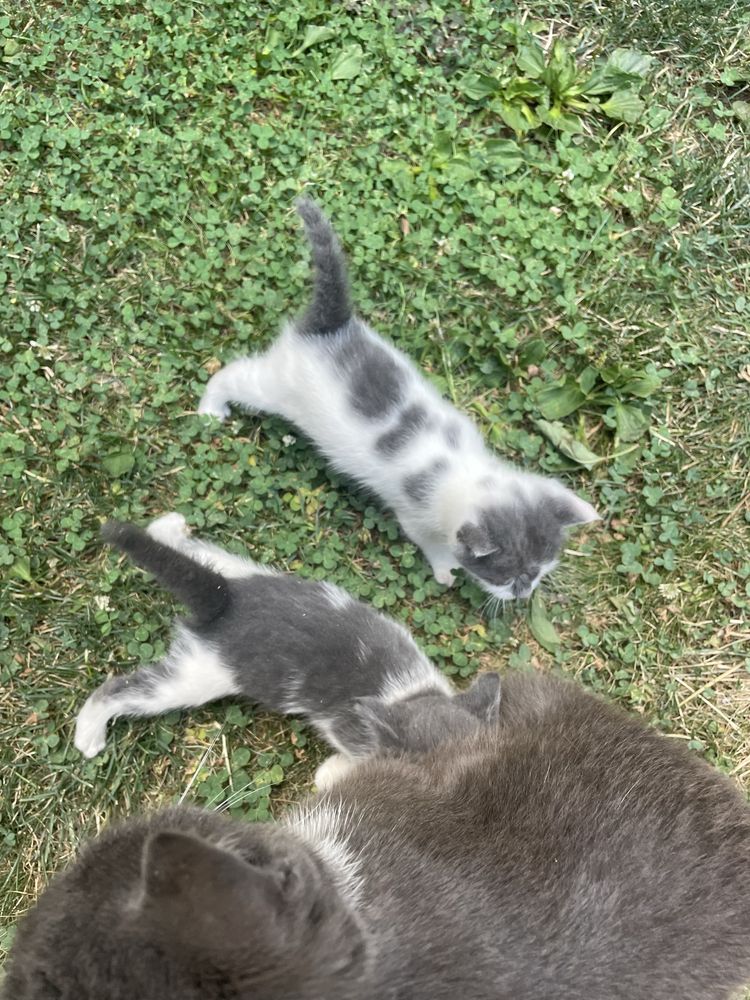Две малки котета
