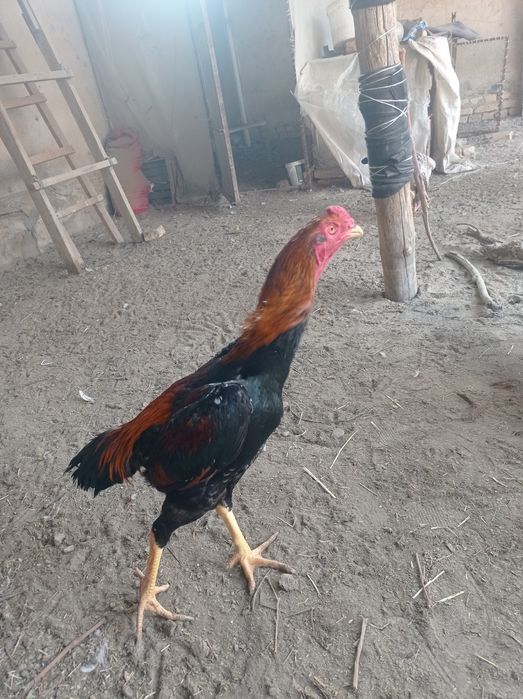 Хурозлар сотувда