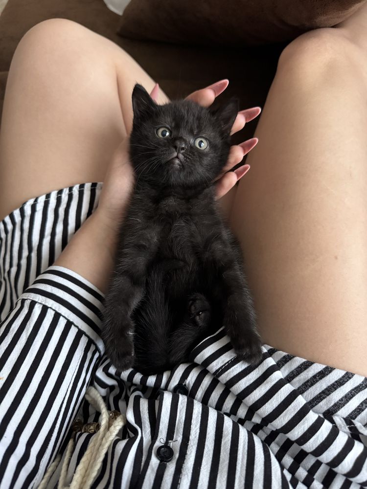 Scottish Fold si British Shorthair