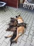 Donez malinois doar la sfarsitul lui octombrie