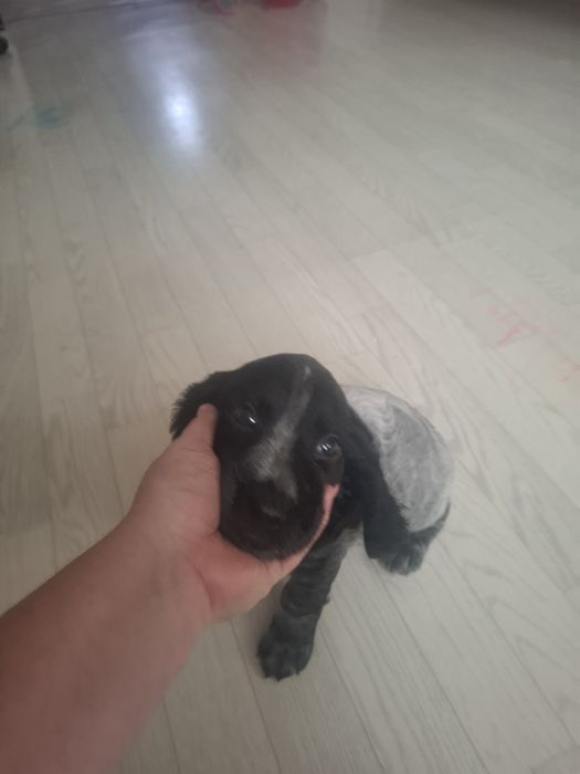 Продам собоку щенку 1.5 месяца