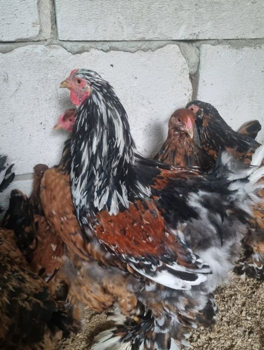 Vâmd Brahma Portelan