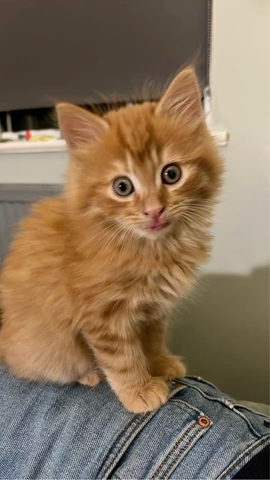 Siberiana de padure orange femelă