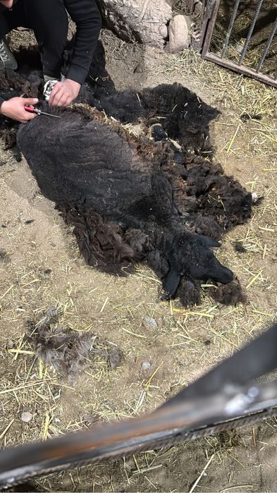 Ургашы козы токтылар бар