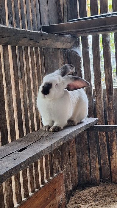Vând iepuri Urias de Transilvania.Preț 170 lei negociabil.