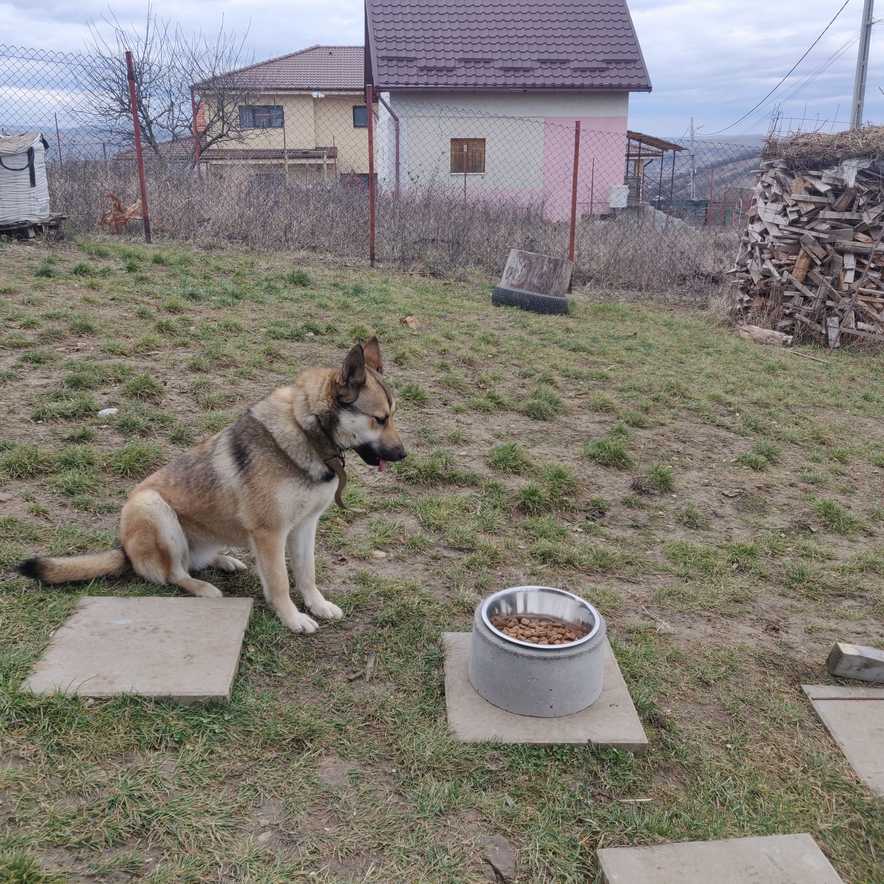 Vand bol hrana/apa pentru catei cu suport stabil din beton