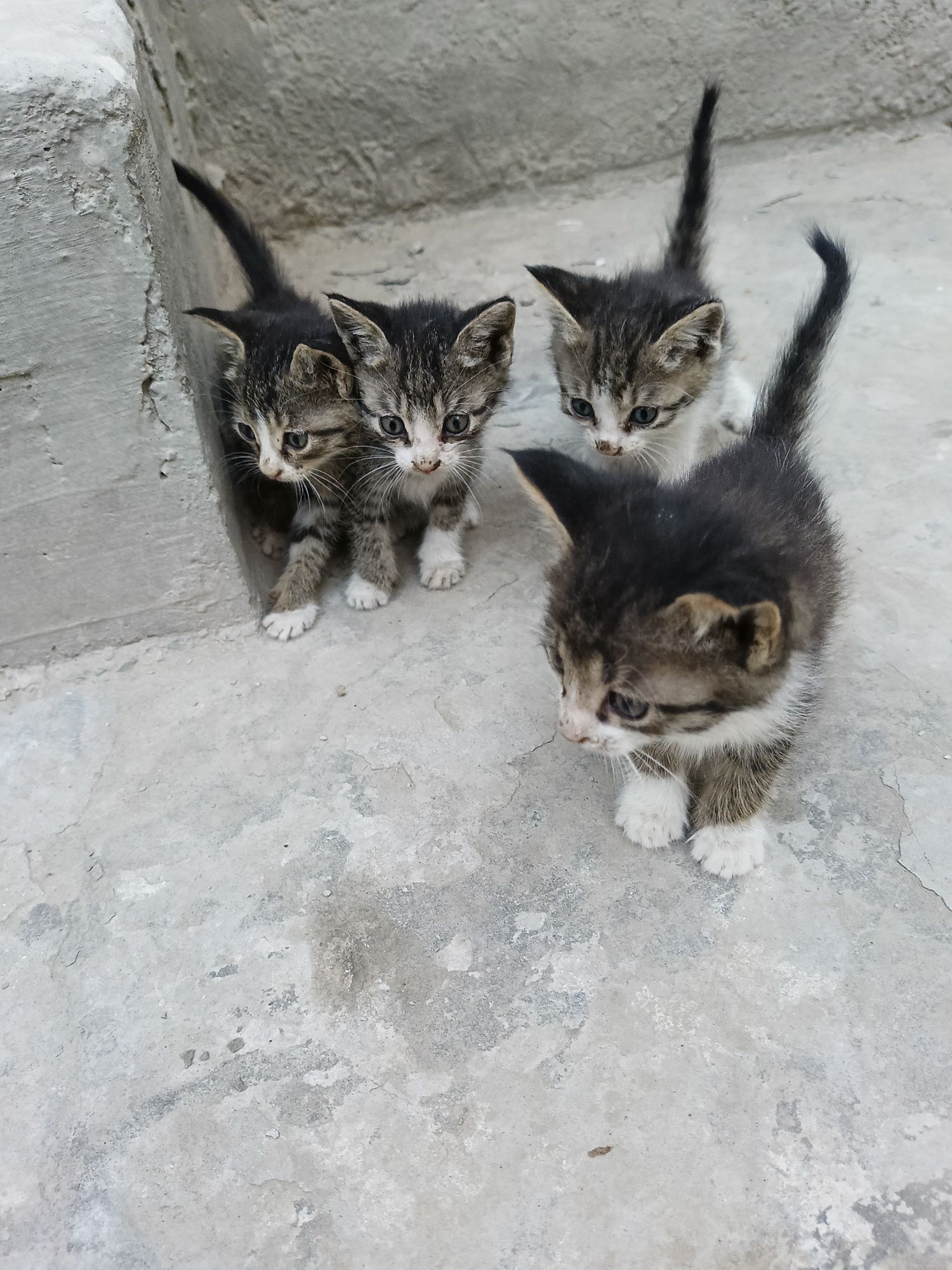 Кошки есть бесплатно