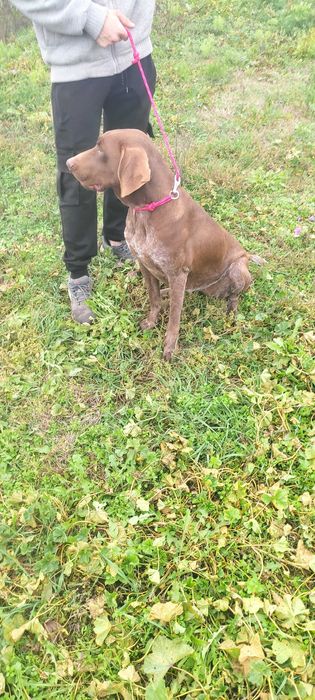 Куцхаар женски на 3г.