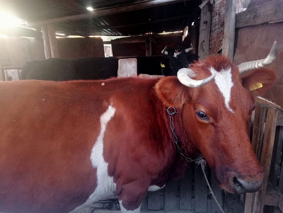 Продам корову, от Астананы 20 км поселок Кажыумкан,  (ТОРК ЕСТЬ)