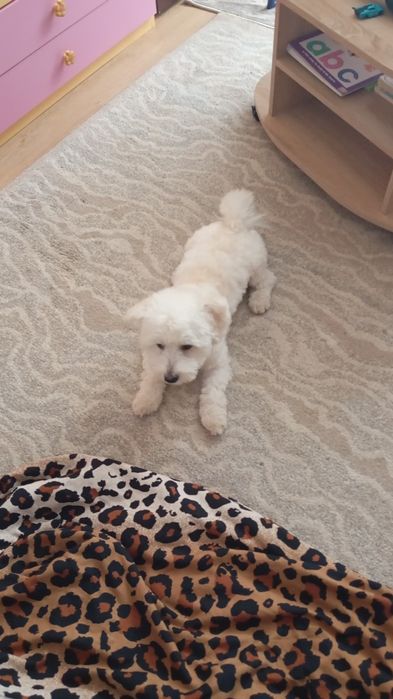 Donez câine  Bichon
