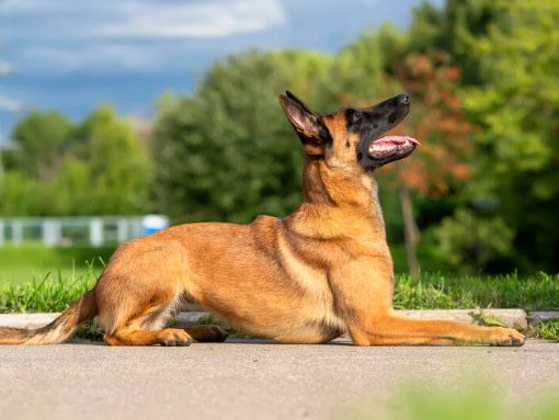 Бельгийская овчарка продам