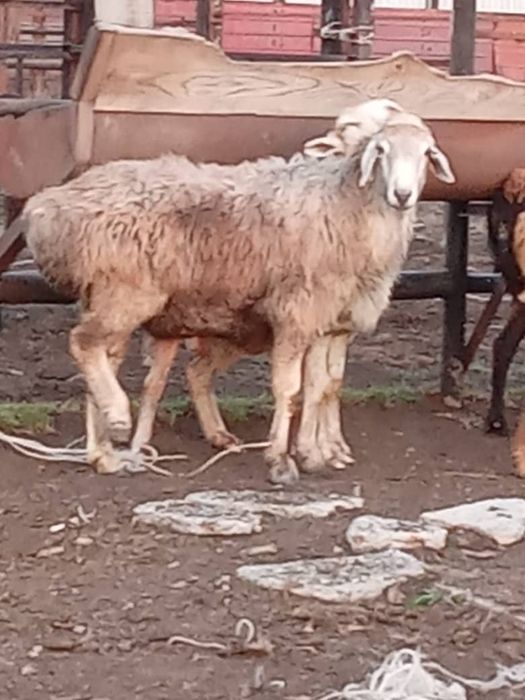 Продам кошкара . находится в с шалкар..