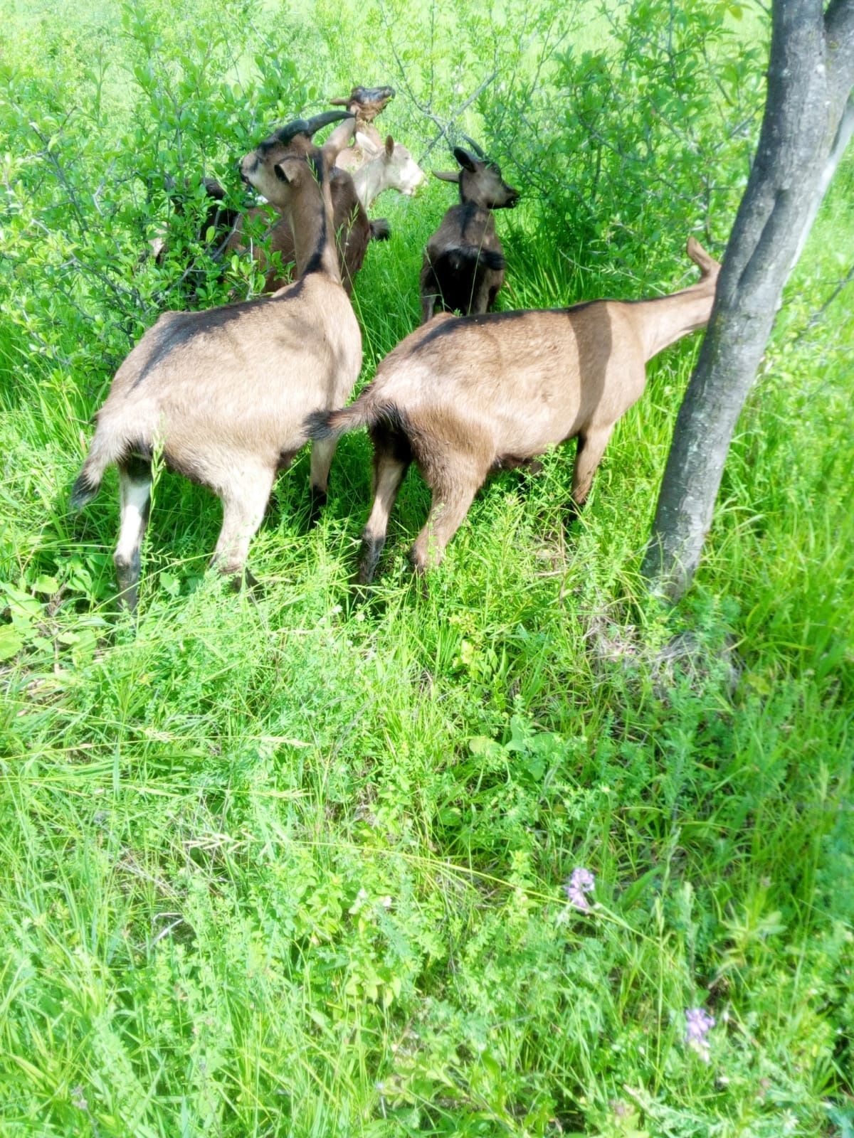 Capre Alpina franceza și metiși alpina cu saenen.