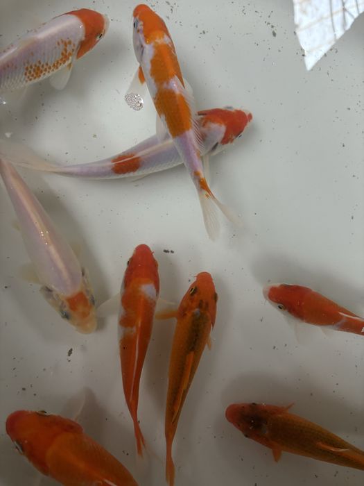 Crapi koi japonezi si carași cometa