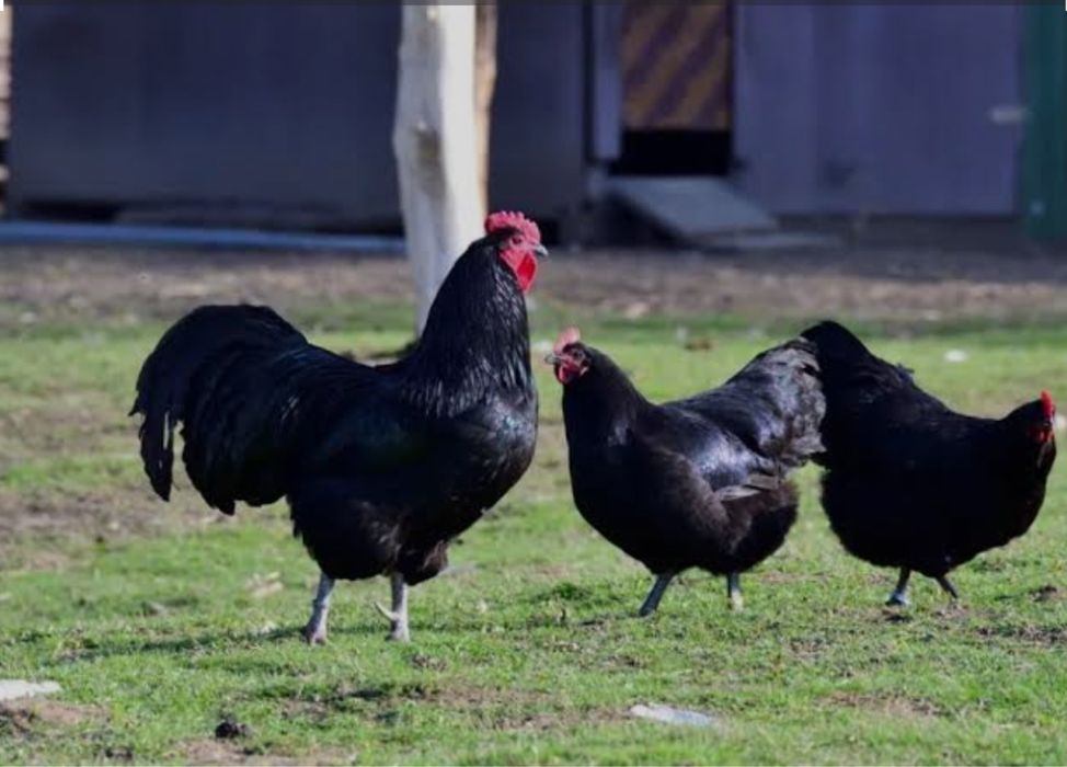Vând găini de rasă: Australorp și Ayam Cemani
