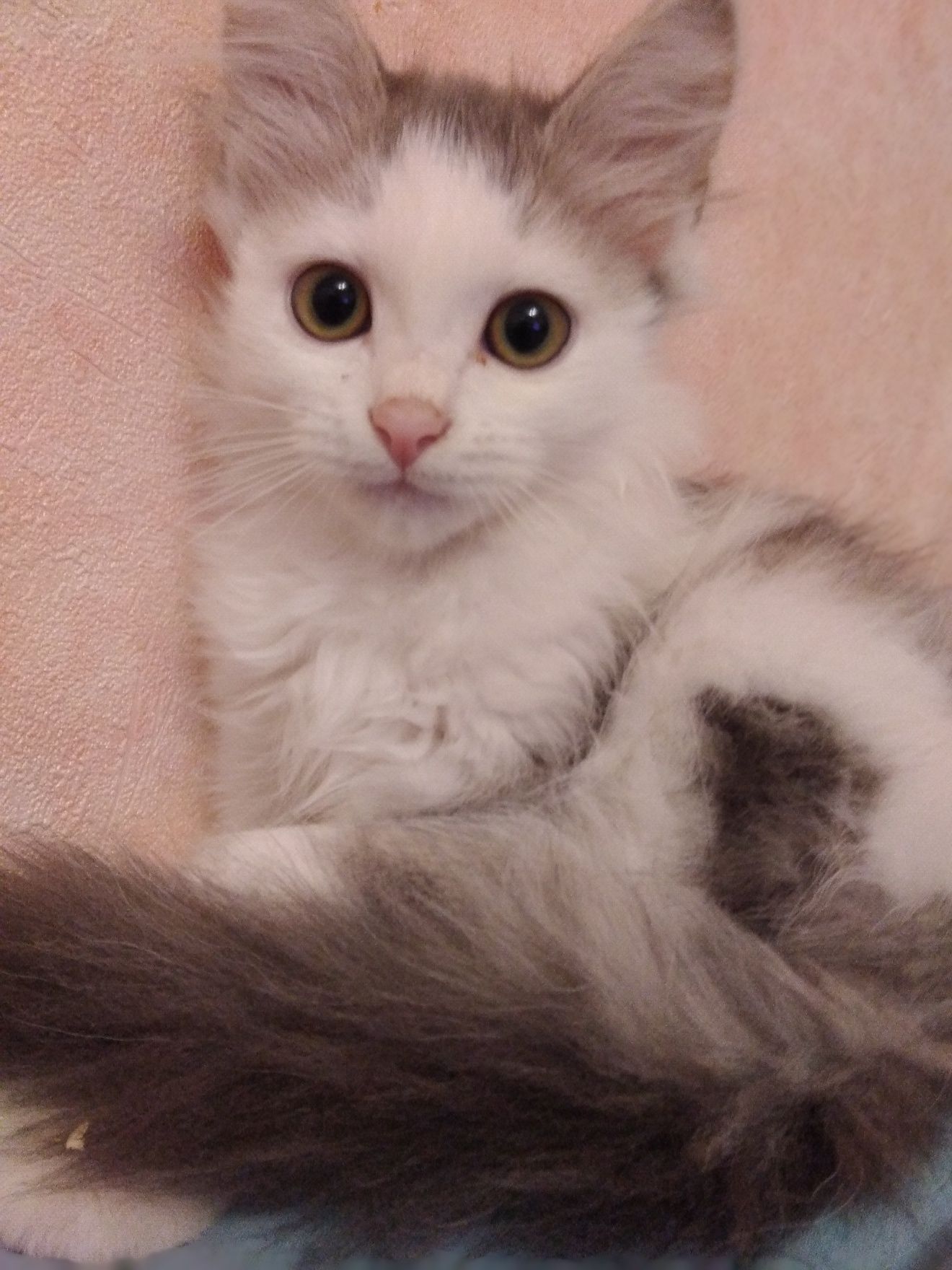 Отдам красивых,пушистых котят