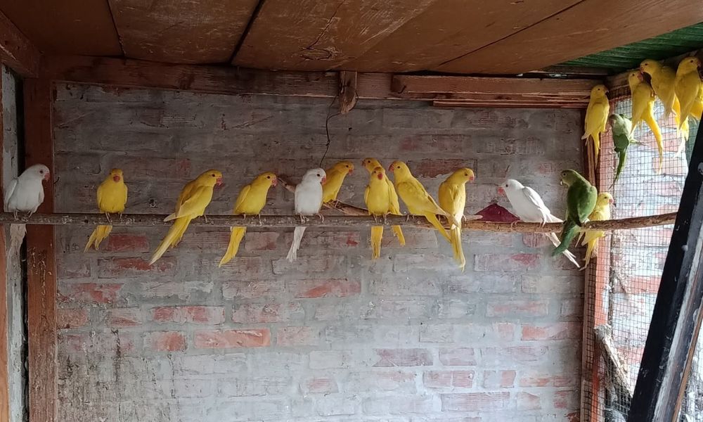 Papagali rosella, cântători și capre