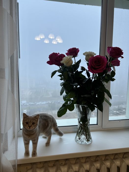 Отдам кошку в добрые руки