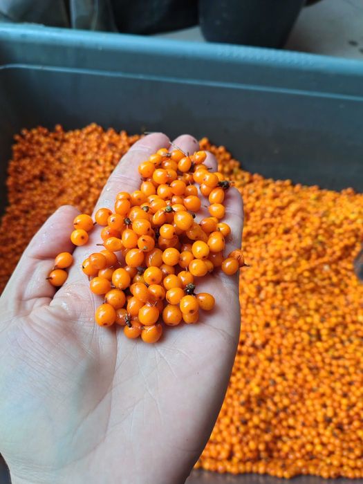 Catina de pădure proaspătă.