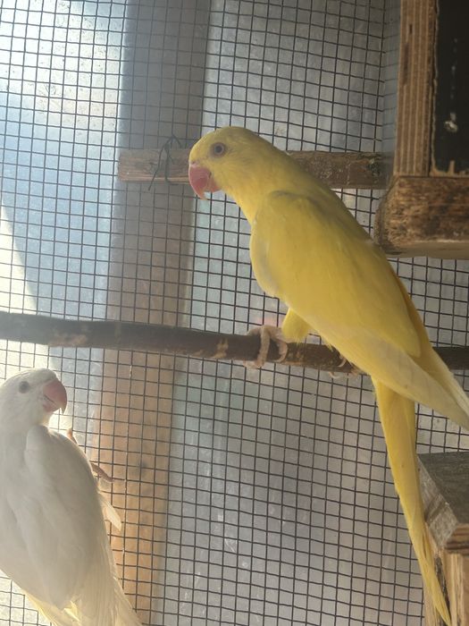 Papagali Micul Alexandru