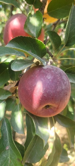 Sifatli  dasturxon bop Olma sotiladi mazasi juda shirin. Narxi kelishi