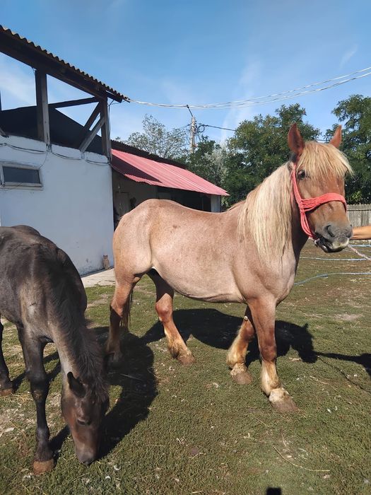 Iapa Gestanta mânza