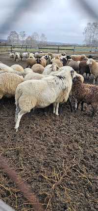 Овцематки, ярки и бараны
