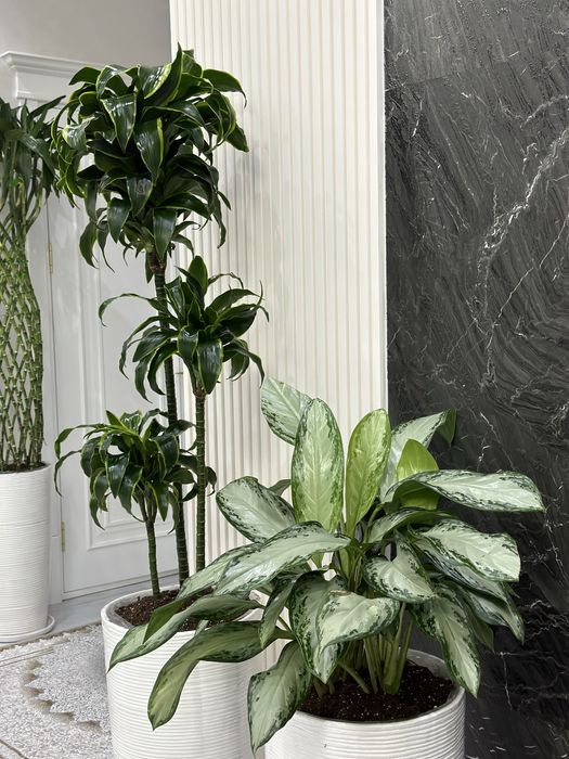 Растения для офисов и ресторанов от поставщиков