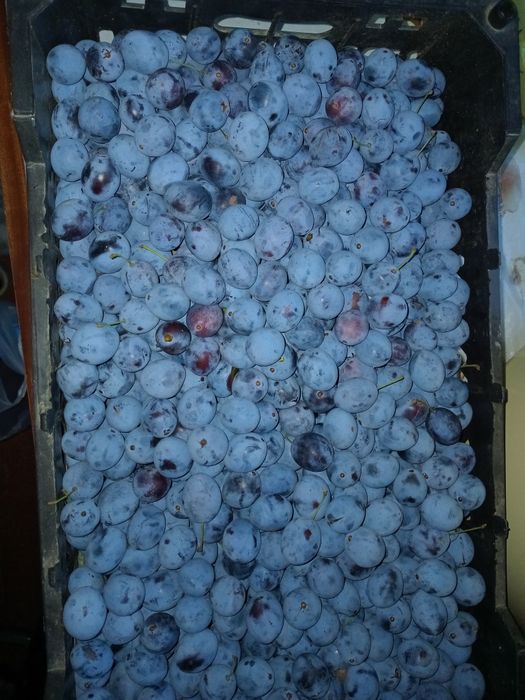Продам Домашнюю Сливу