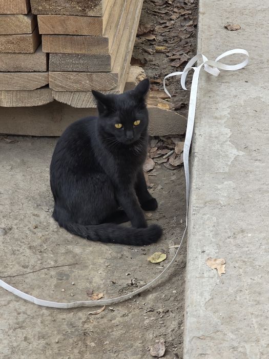 Мушук зато бошка