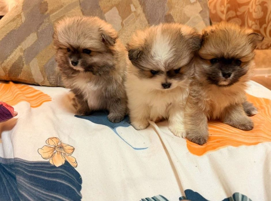 Шпиц документы превывки все есть