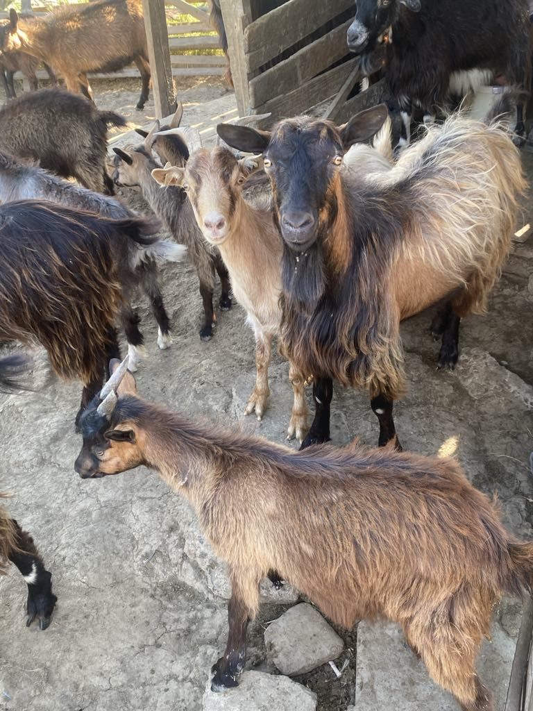 Vând țapi și iezi