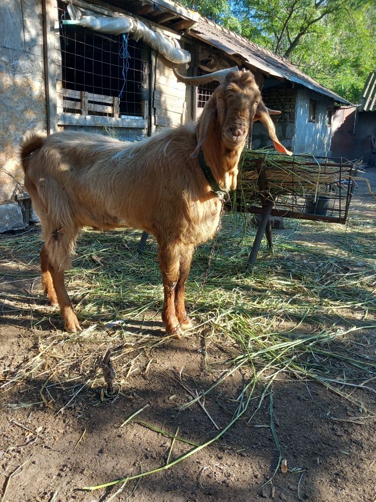 Vând țap vârstă 2 ani!