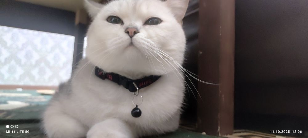 Кошка Британский короткошёрстная